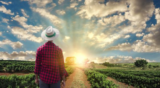 Farmer or working with hat on coffee field at sunset field